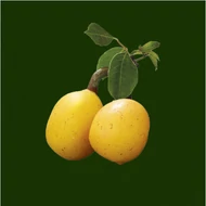 Marula